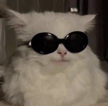 Service : garde animaux Service : garde animaux